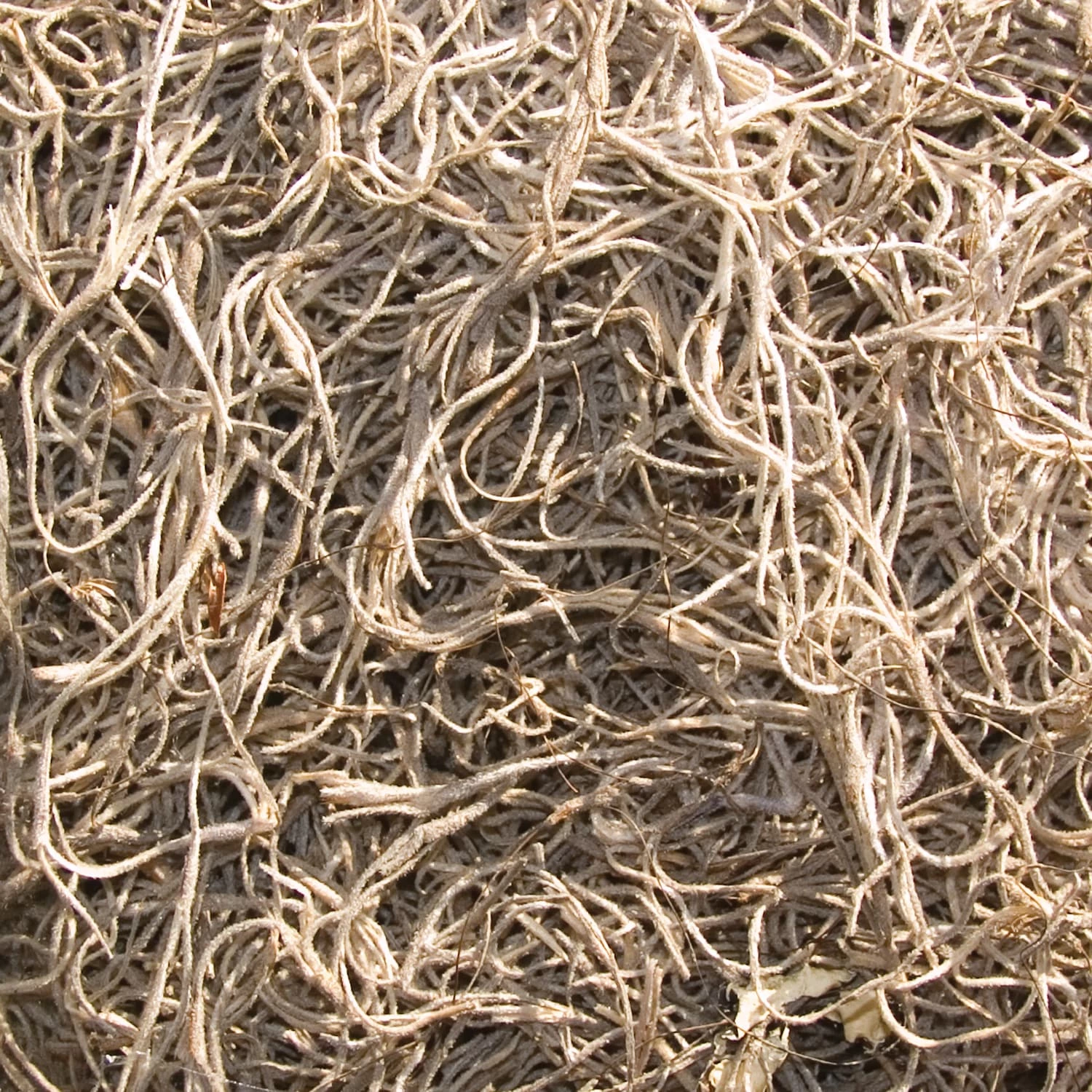 Thing Soil & Soil Amendments 250-cu in Spanish Moss 2 Thing Soil & Soil Amendments 250-cu in Spanish Moss - Image 2