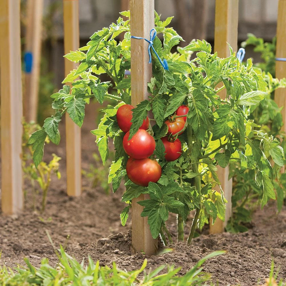 Thing Landscape Fabric & Stakes 6-Pack 60-in Wood Landscape Stakes 2 Thing Landscape Fabric & Stakes 6-Pack 60-in Wood Landscape Stakes - Image 2