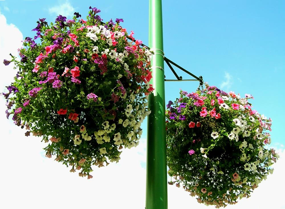 Soil Moist Soil & Soil Amendments Synthetic Polymer Moisture Control 5 Soil Moist Soil & Soil Amendments Synthetic Polymer Moisture Control - Image 5