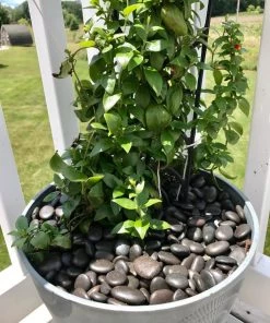 AKASHA Landscaping Rock 5-lb Black Indoor Decorative Rock 11 AKASHA Landscaping Rock 5-lb Black Indoor Decorative Rock -Landscaping Sales Store 17076050