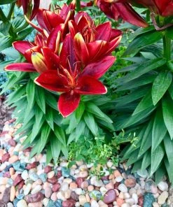 AKASHA Landscaping Rock 5-lb Indoor Decorative Rock 9 AKASHA Landscaping Rock 5-lb Indoor Decorative Rock -Landscaping Sales Store 17076906