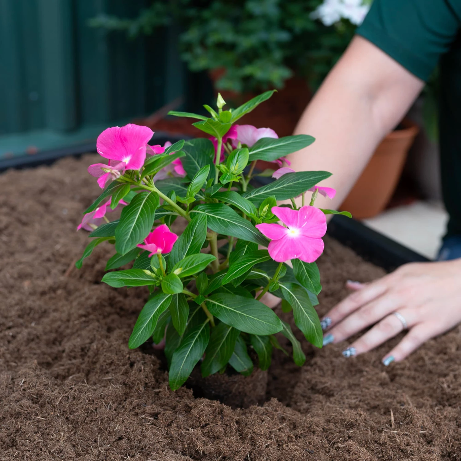 Sta-Green Soil & Soil Amendments Perfect 25-Quart Potting Soil Mix 4 Sta-Green Soil & Soil Amendments Perfect 25-Quart Potting Soil Mix - Image 4